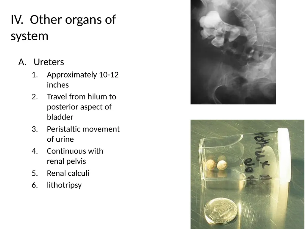 The Urinary System I. Functions A. Maintain and - slide 12 of 13
