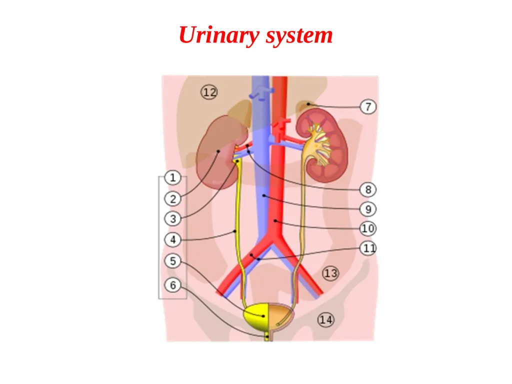 Urinary tract wellness and illness Prof. Dr. Rabea - slide 3 of 41