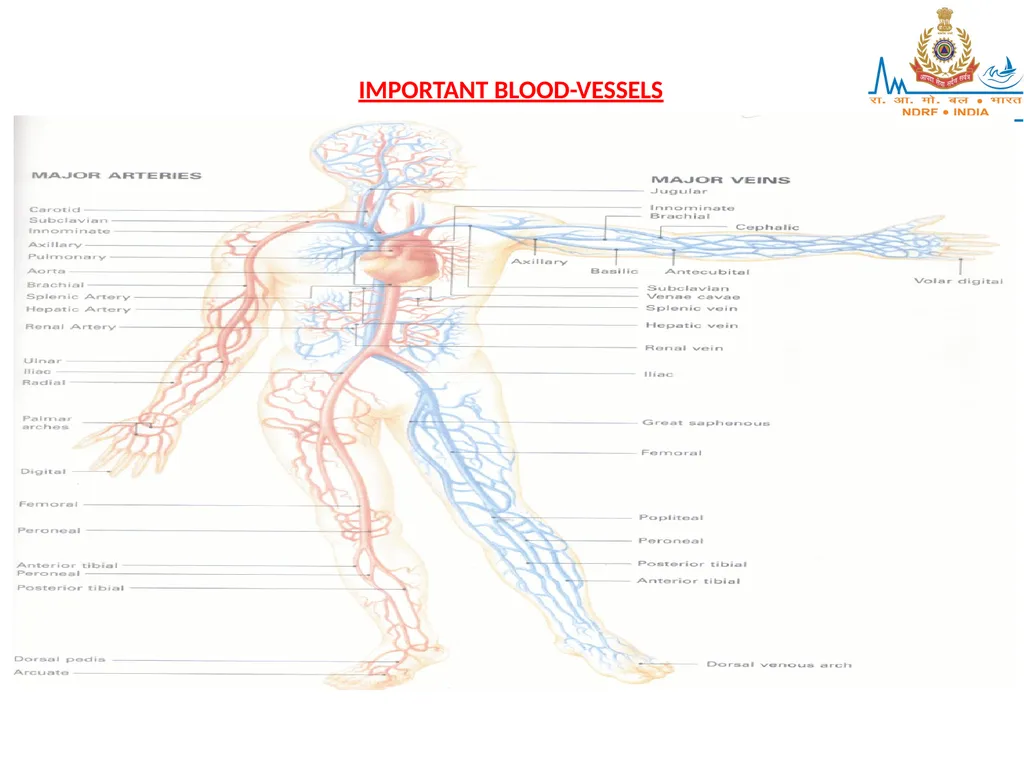 CIRCULATORY SYSTEM LESSON -7A BY JITENDER YADAV - slide 62 of 70