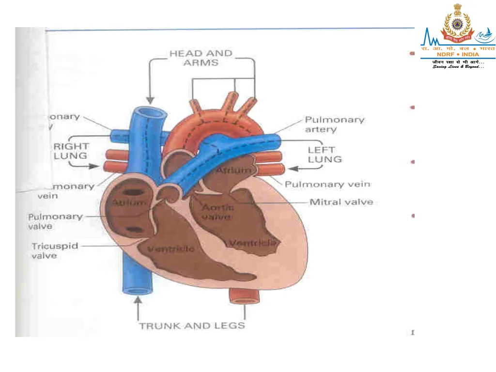 CIRCULATORY SYSTEM LESSON -7A BY JITENDER YADAV - slide 39 of 70