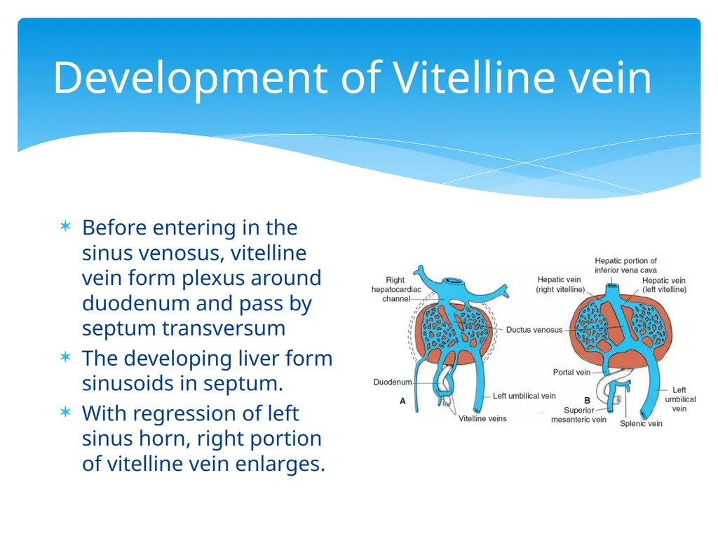 L58: Development of venous system DR. Rehan - slide 4 of 16