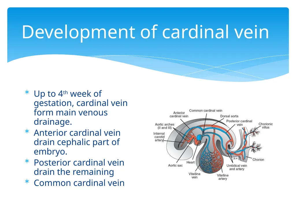 L58: Development of venous system DR. Rehan - slide 8 of 16