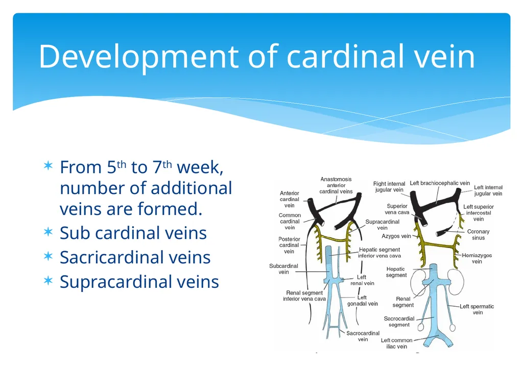 L58: Development of venous system DR. Rehan - slide 9 of 16