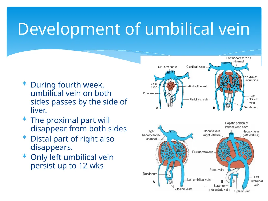 L58: Development of venous system DR. Rehan - slide 6 of 16