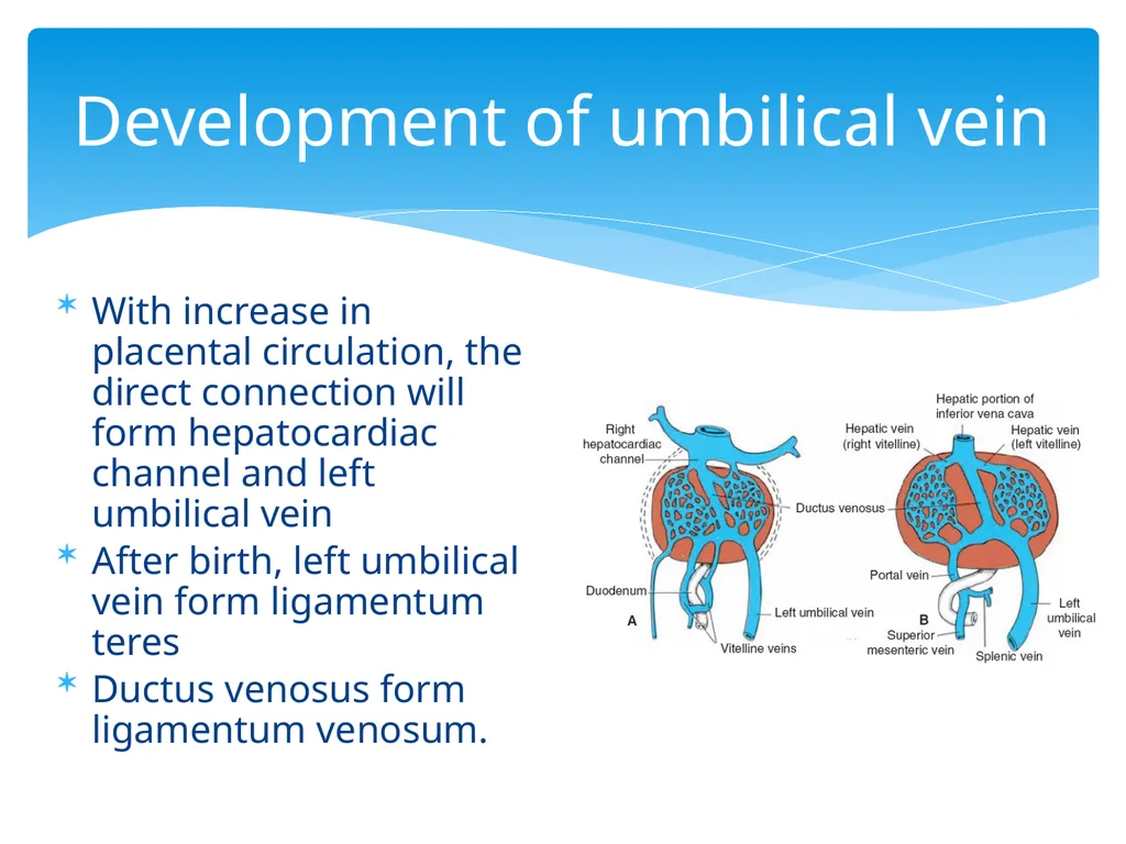 L58: Development of venous system DR. Rehan - slide 7 of 16