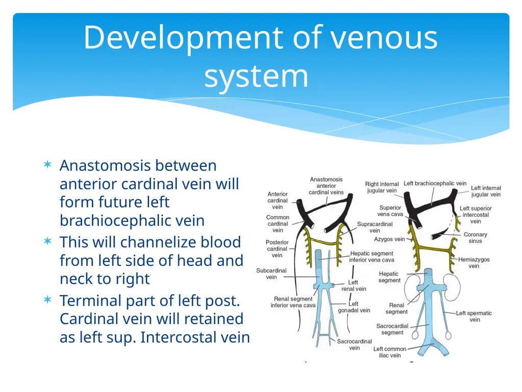 L58: Development of venous system DR. Rehan - slide 10 of 16