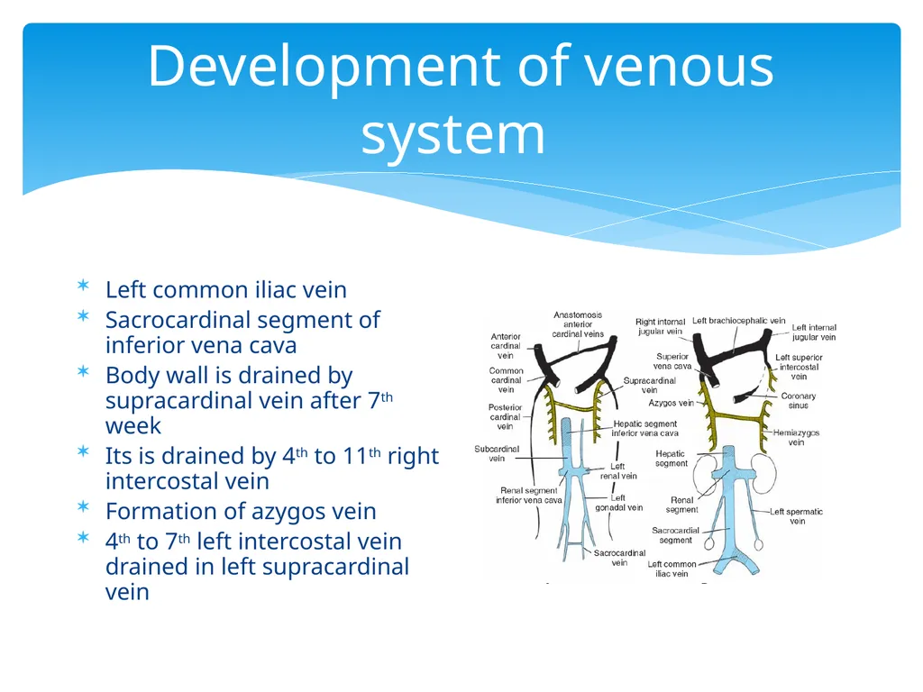L58: Development of venous system DR. Rehan - slide 12 of 16