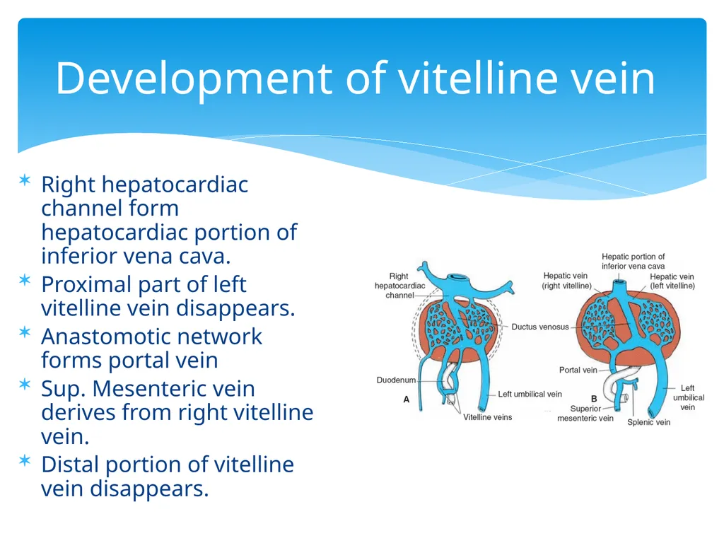 L58: Development of venous system DR. Rehan - slide 5 of 16