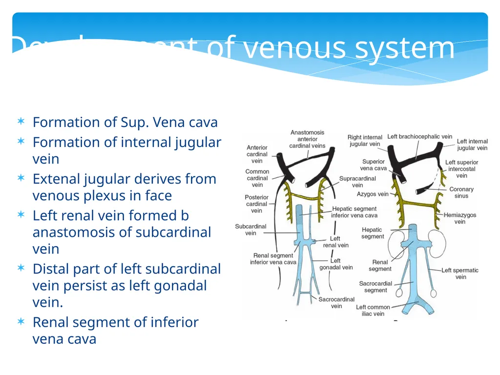 L58: Development of venous system DR. Rehan - slide 11 of 16
