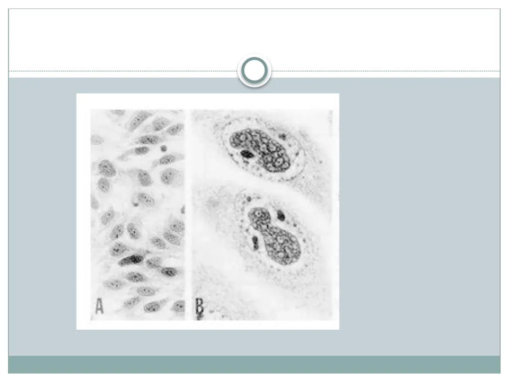 Viral Pathogenesis “No virus is known to do good. - slide 26 of 26