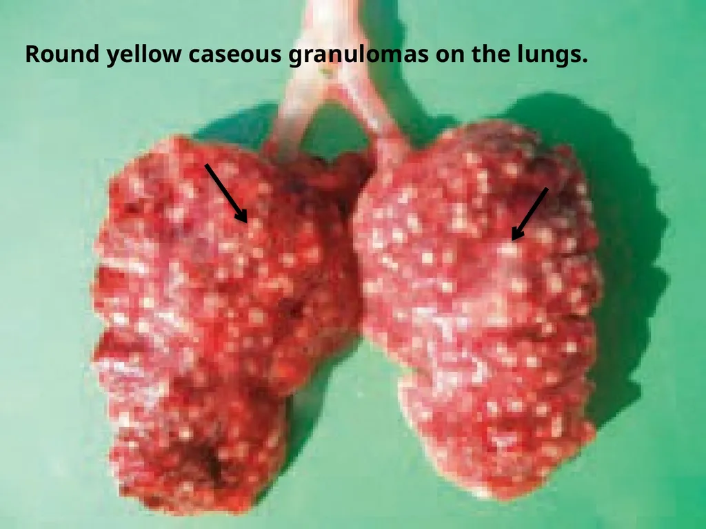 poultry diseases 1 fourth stage Dr.Harith Abdulla - slide 6 of 9