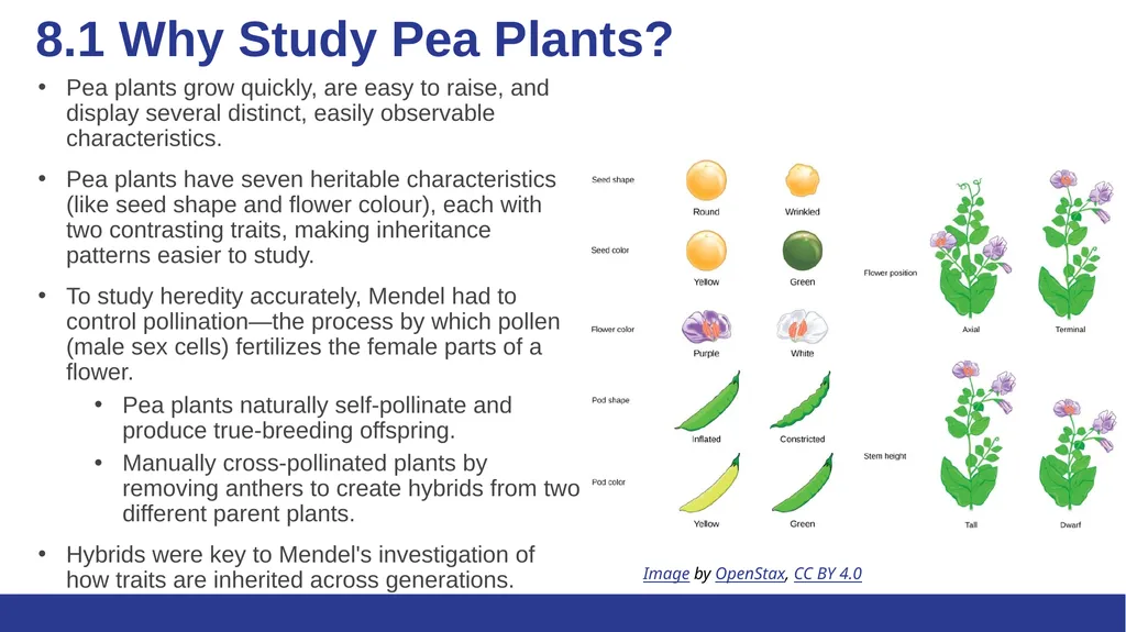 Biology Essentials Chapter 8: Patterns of - slide 4 of 25