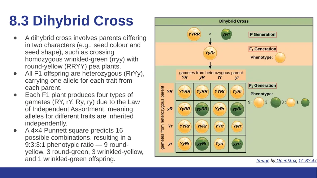 Biology Essentials Chapter 8: Patterns of - slide 12 of 25