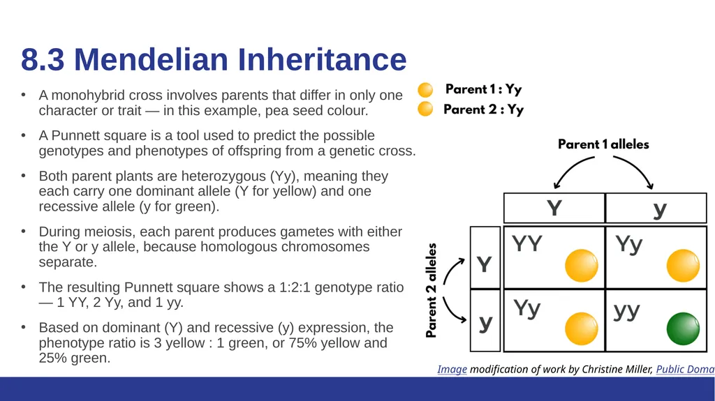 Biology Essentials Chapter 8: Patterns of - slide 10 of 25