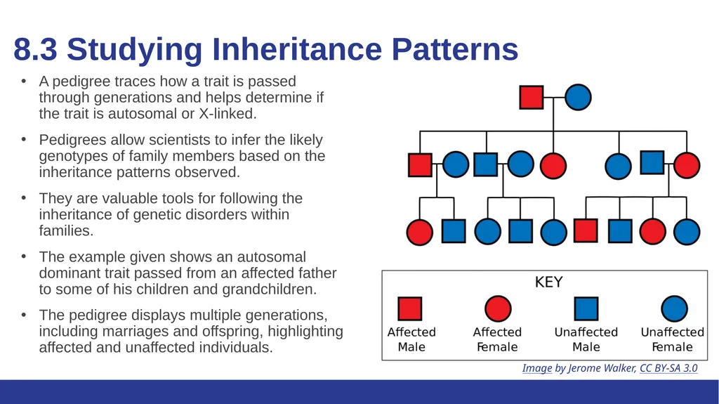 Biology Essentials Chapter 8: Patterns of - slide 15 of 25