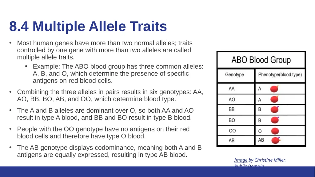 Biology Essentials Chapter 8: Patterns of - slide 17 of 25
