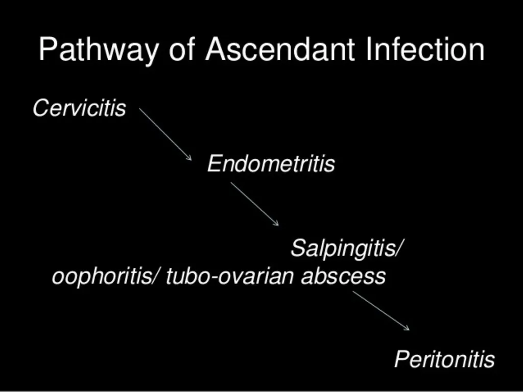 Pelvic inflammatory disease prof. Dr. Rabea M. Ali - slide 32 of 44