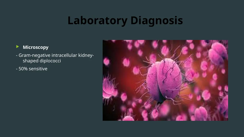 NEISSERIA Gonorrhoeae (GONOCOCCUS ) Virulence - slide 11 of 15