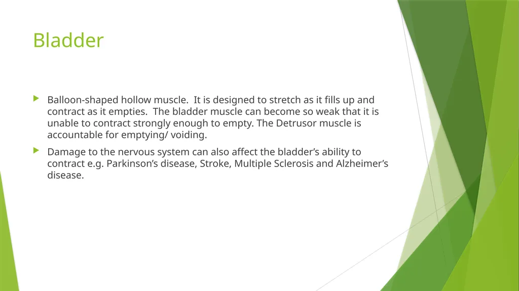 Elderly Urinary Incontinence Causes & Care August - slide 5 of 50