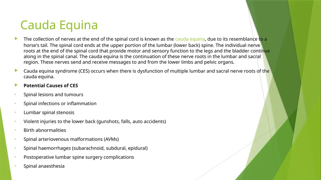 Elderly Urinary Incontinence Causes & Care August - slide 28 of 50