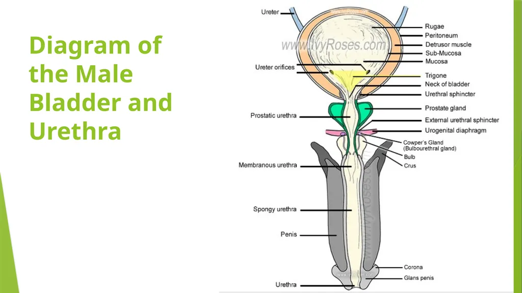 Elderly Urinary Incontinence Causes & Care August - slide 3 of 50