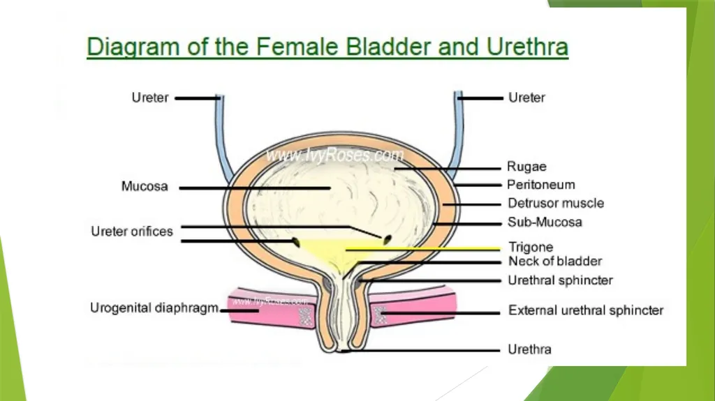 Elderly Urinary Incontinence Causes & Care August - slide 4 of 50