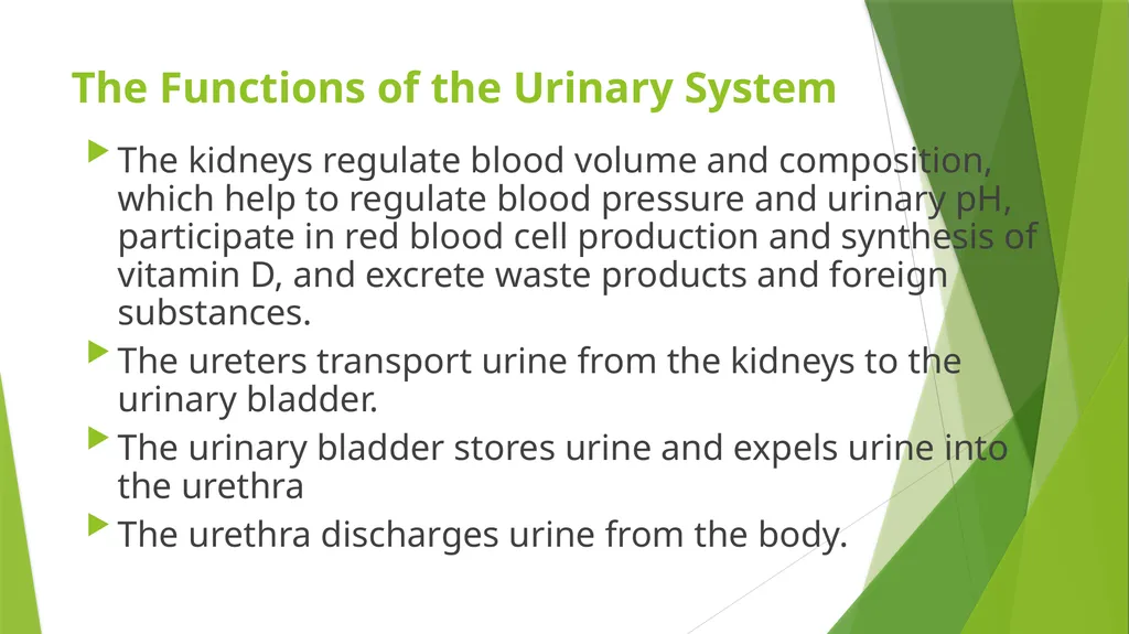 Elderly Urinary Incontinence Causes & Care August - slide 2 of 50