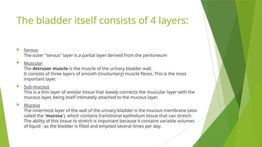 Elderly Urinary Incontinence Causes & Care August - slide 6 of 50