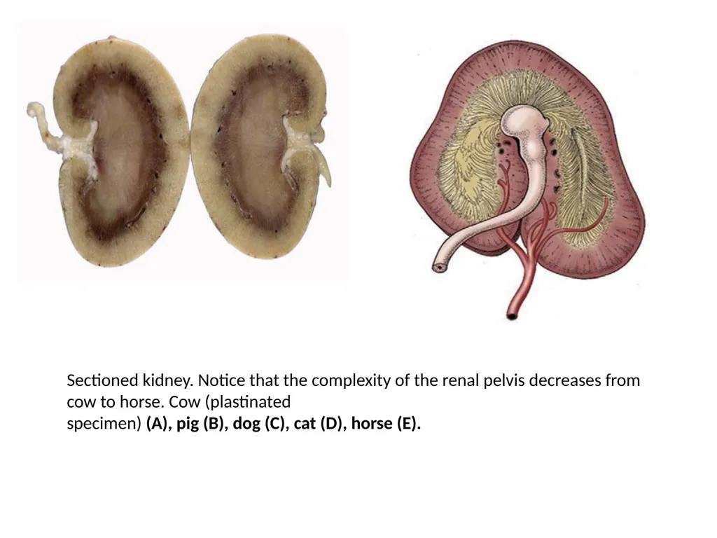 Urinary system The urinary system comprise paired - slide 9 of 10