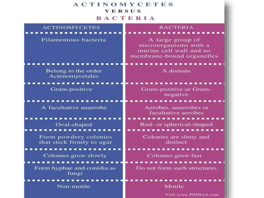 Actinomycetes classification Domain:Bacteria - slide 12 of 30