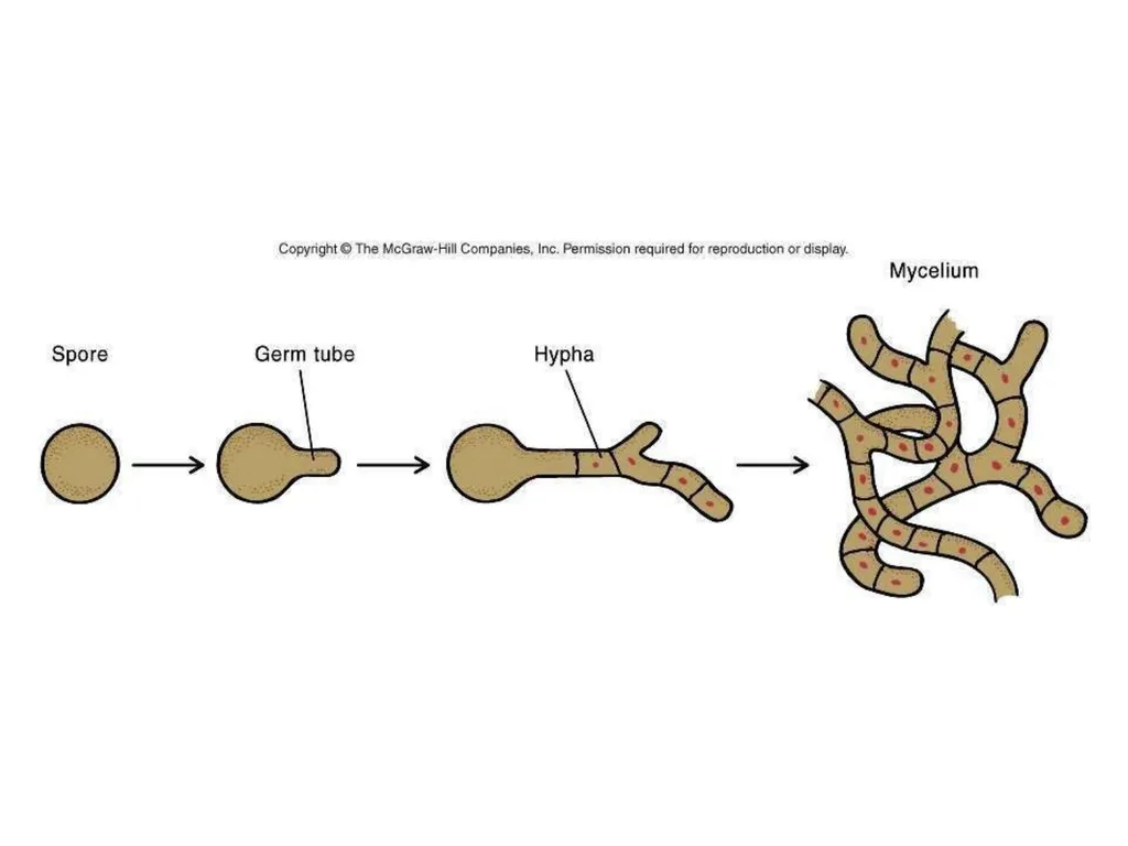 Actinomycetes classification Domain:Bacteria - slide 9 of 30