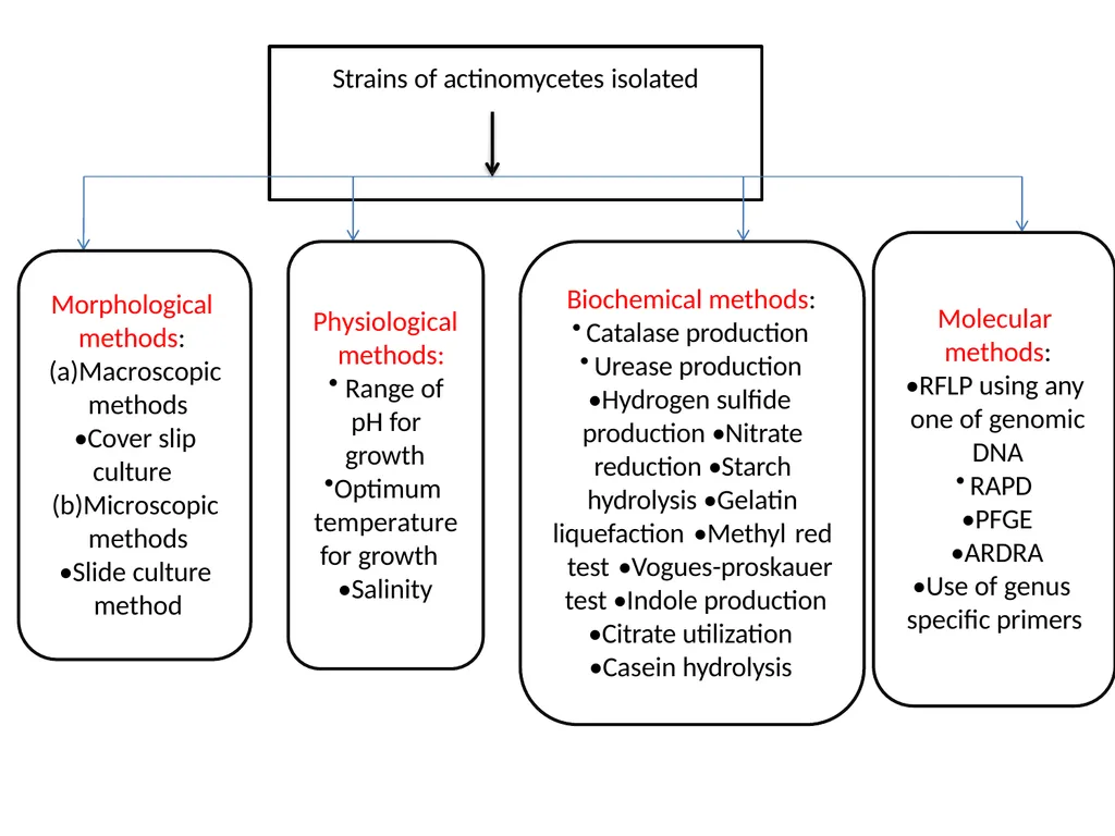 Actinomycetes classification Domain:Bacteria - slide 30 of 30