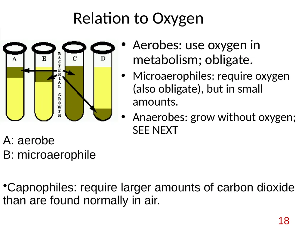 Bacterial nutrition: types and modes of nutrition - slide 18 of 26
