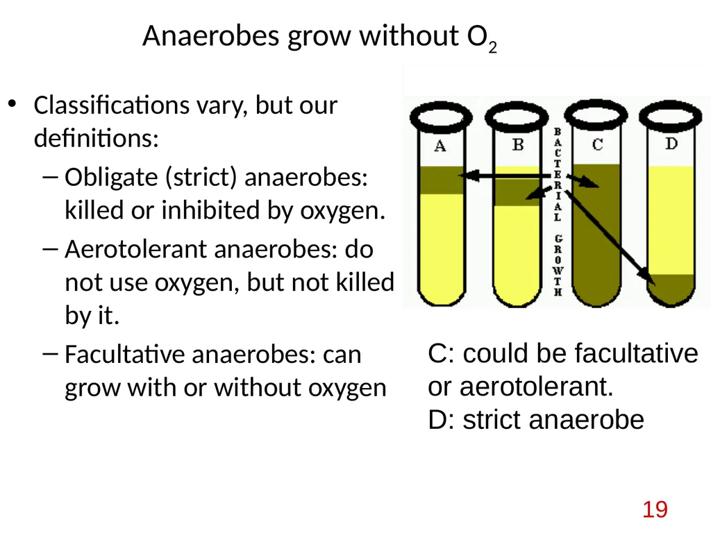 Bacterial nutrition: types and modes of nutrition - slide 19 of 26