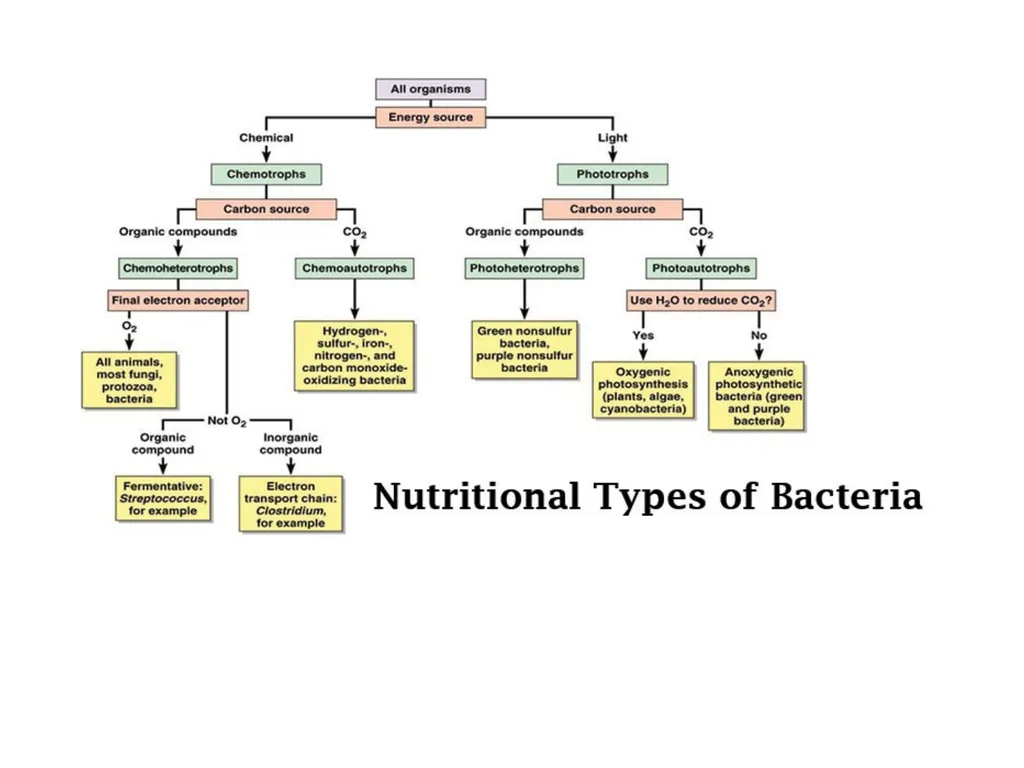 Bacterial nutrition: types and modes of nutrition - slide 3 of 26