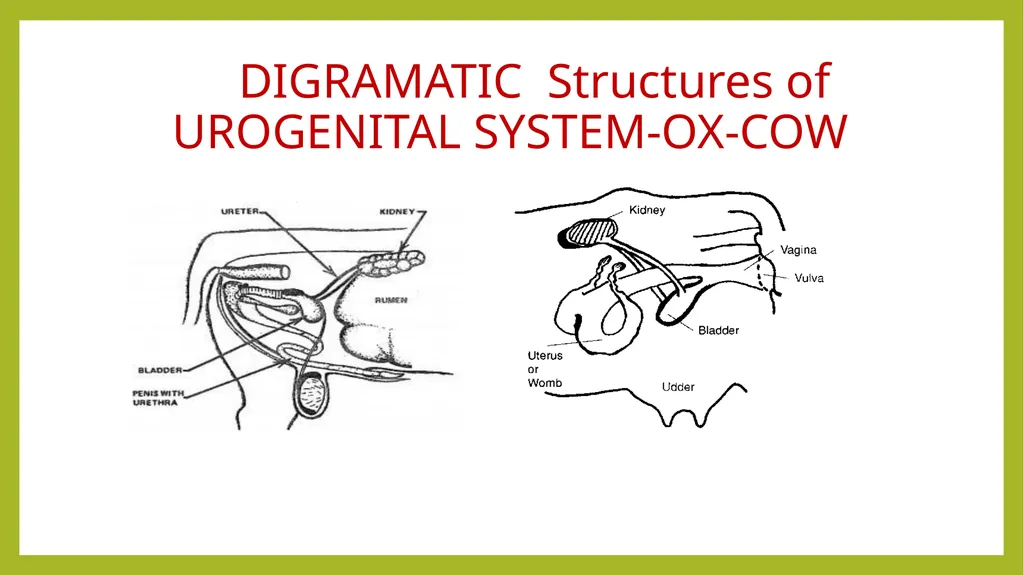 VETERINARY ANATOMY-UNIT-6 TOPIC- URINARAY - slide 3 of 20