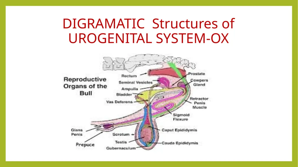 VETERINARY ANATOMY-UNIT-6 TOPIC- URINARAY - slide 4 of 20
