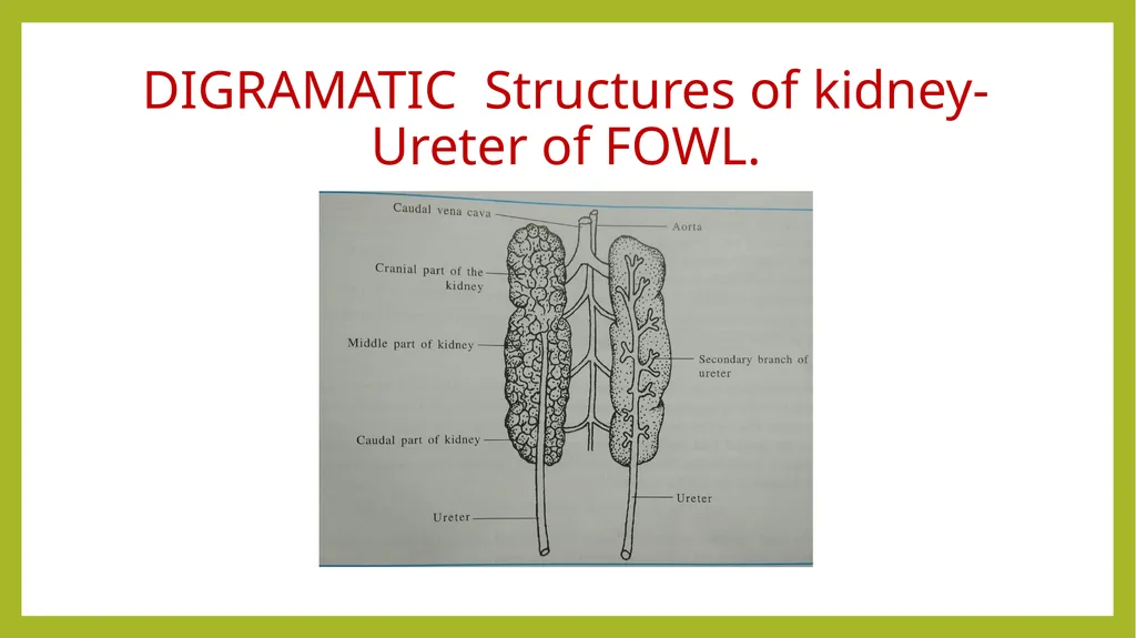 VETERINARY ANATOMY-UNIT-6 TOPIC- URINARAY - slide 20 of 20