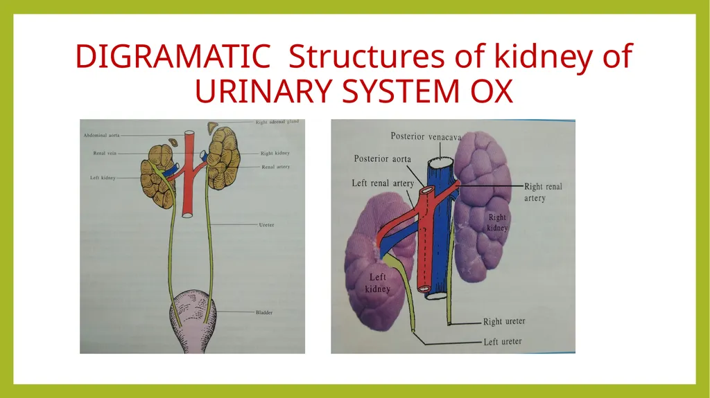 VETERINARY ANATOMY-UNIT-6 TOPIC- URINARAY - slide 5 of 20