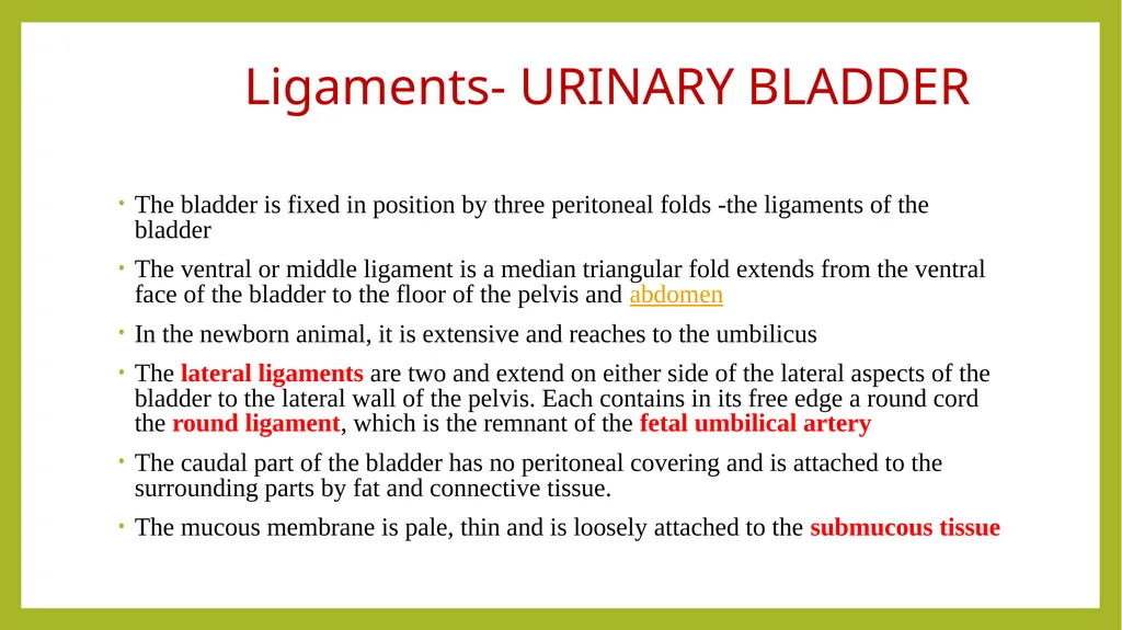 VETERINARY ANATOMY-UNIT-6 TOPIC- URINARAY - slide 14 of 20