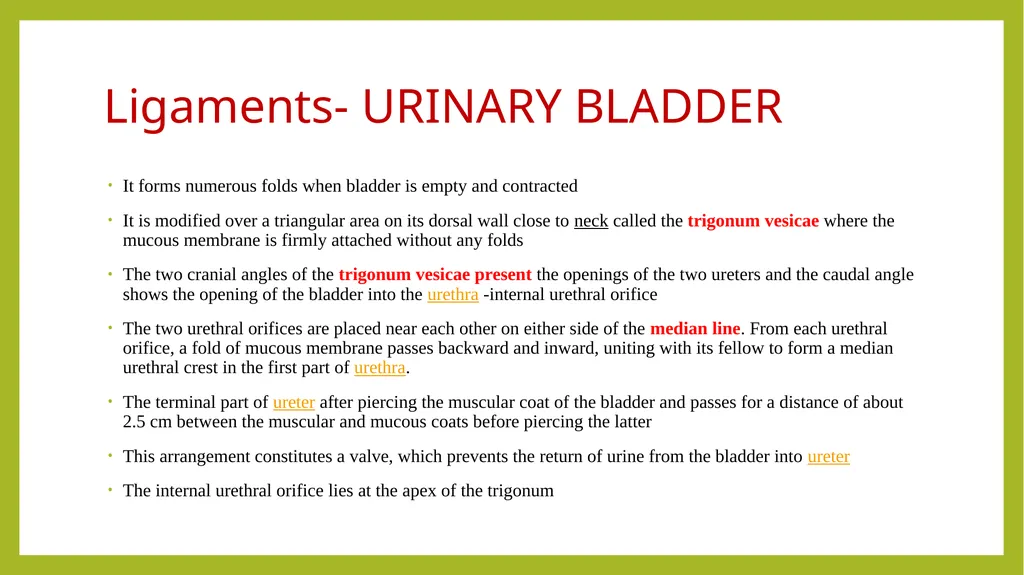 VETERINARY ANATOMY-UNIT-6 TOPIC- URINARAY - slide 15 of 20