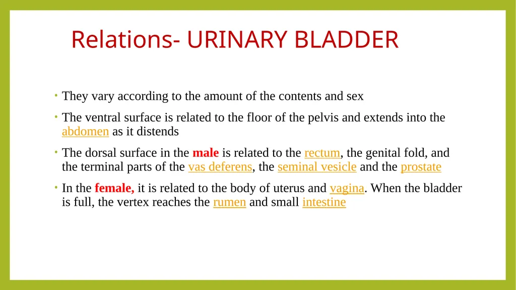VETERINARY ANATOMY-UNIT-6 TOPIC- URINARAY - slide 13 of 20