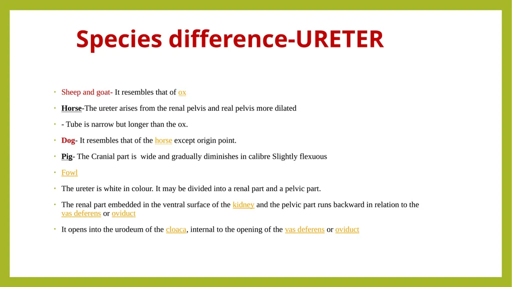 VETERINARY ANATOMY-UNIT-6 TOPIC- URINARAY - slide 9 of 20