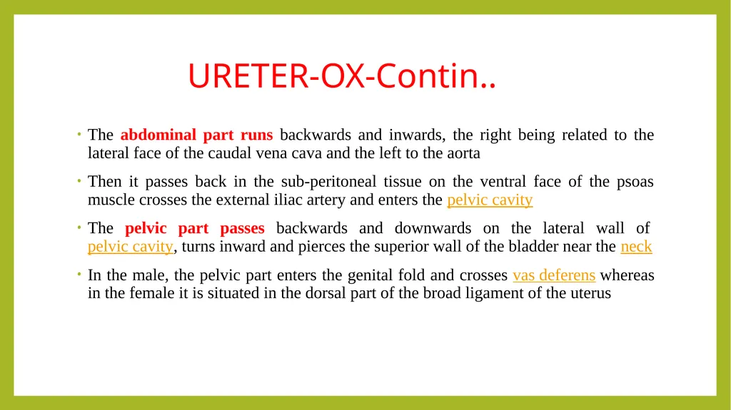 VETERINARY ANATOMY-UNIT-6 TOPIC- URINARAY - slide 8 of 20