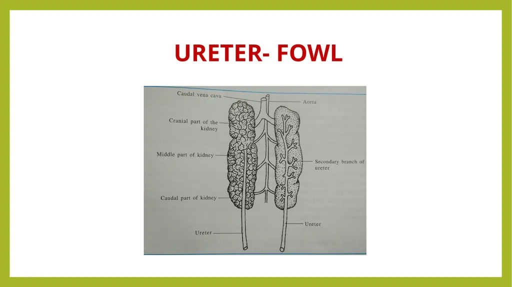 VETERINARY ANATOMY-UNIT-6 TOPIC- URINARAY - slide 10 of 20