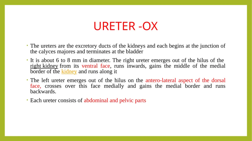 VETERINARY ANATOMY-UNIT-6 TOPIC- URINARAY - slide 6 of 20