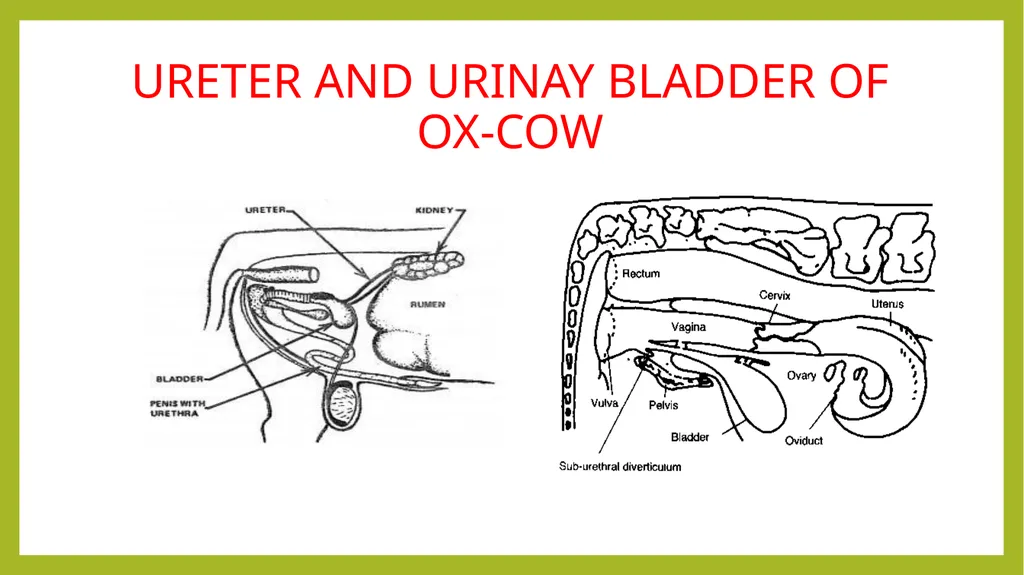 VETERINARY ANATOMY-UNIT-6 TOPIC- URINARAY - slide 12 of 20