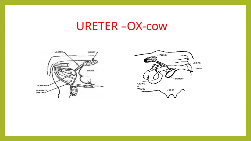 VETERINARY ANATOMY-UNIT-6 TOPIC- URINARAY - slide 7 of 20