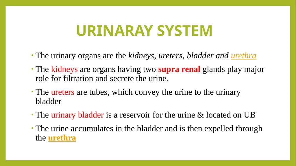 VETERINARY ANATOMY-UNIT-6 TOPIC- URINARAY - slide 2 of 20