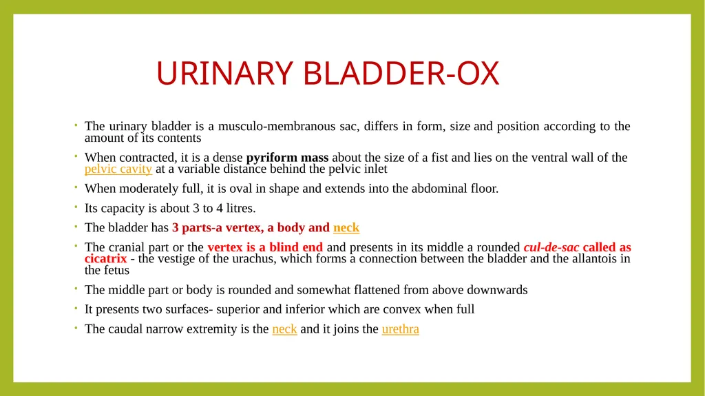 VETERINARY ANATOMY-UNIT-6 TOPIC- URINARAY - slide 11 of 20